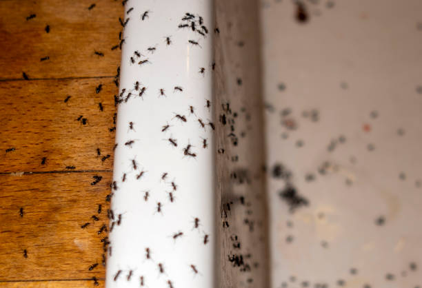Best Best Pest Control Companies  in Evadale, TX