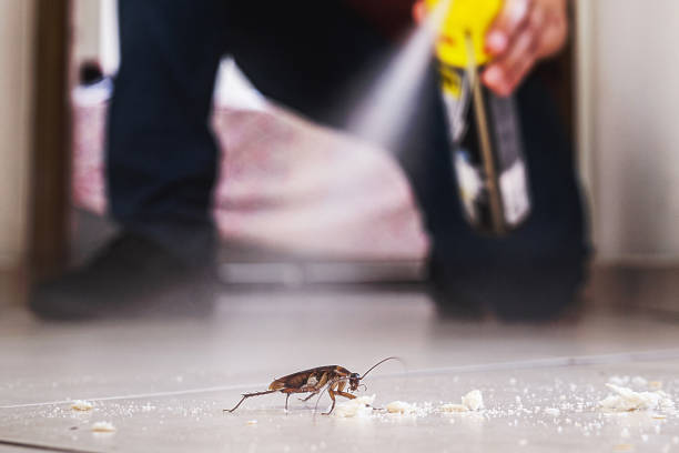 Best Wasp Removal Services  in Evadale, TX